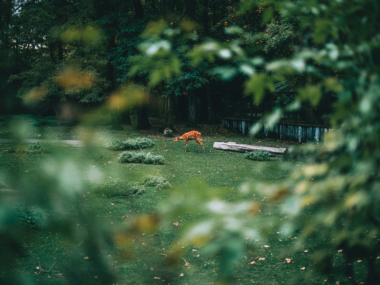 a deer in a grassy area