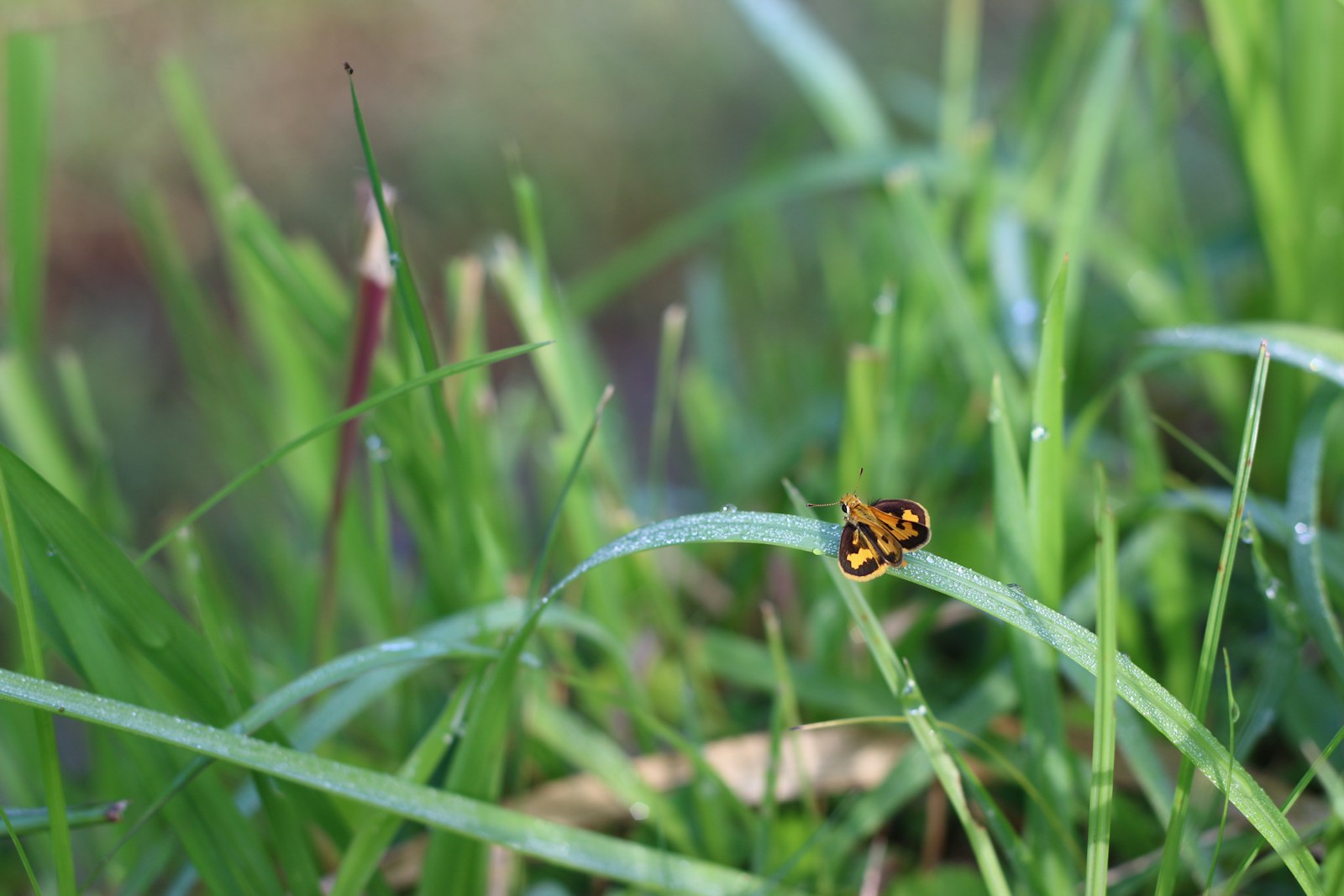 a yellow and black insect sitting on a blade of grass
